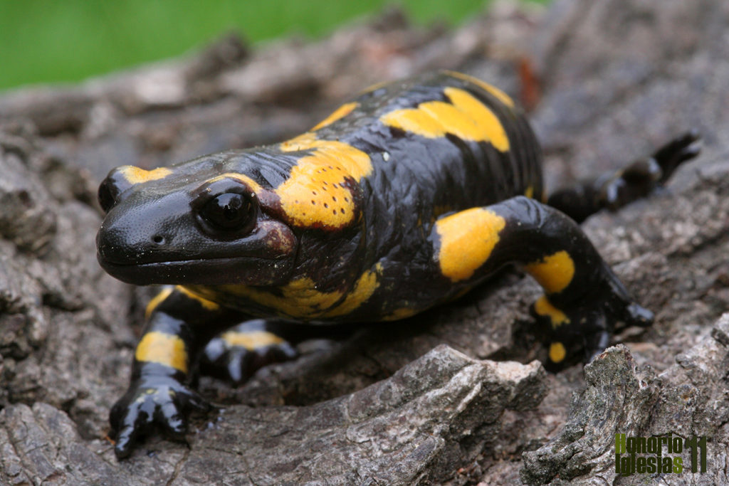 salamandra3_a