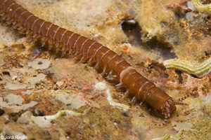 Eunice_torquata