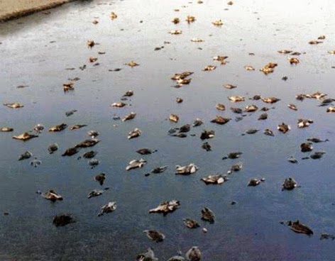 aves-pajaros-muertos-0501